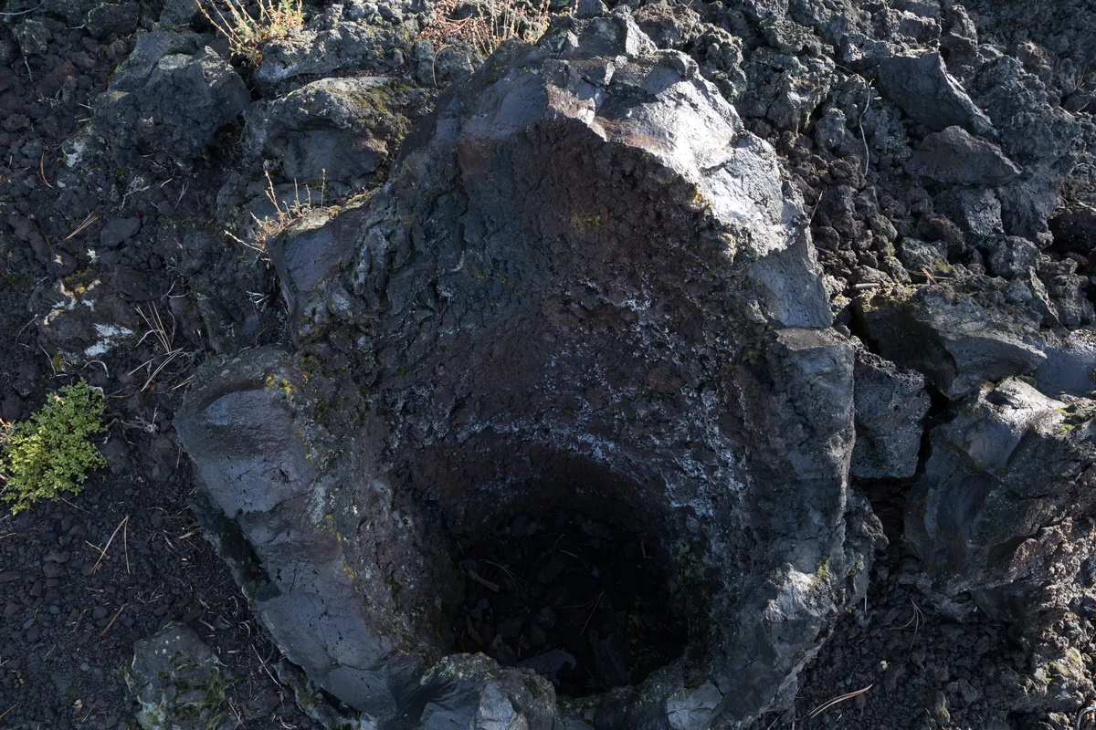 Lava Cast Forest