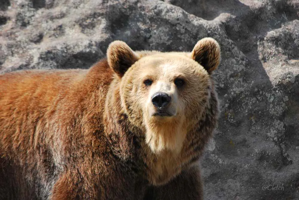 Montana Grizzly Encounter