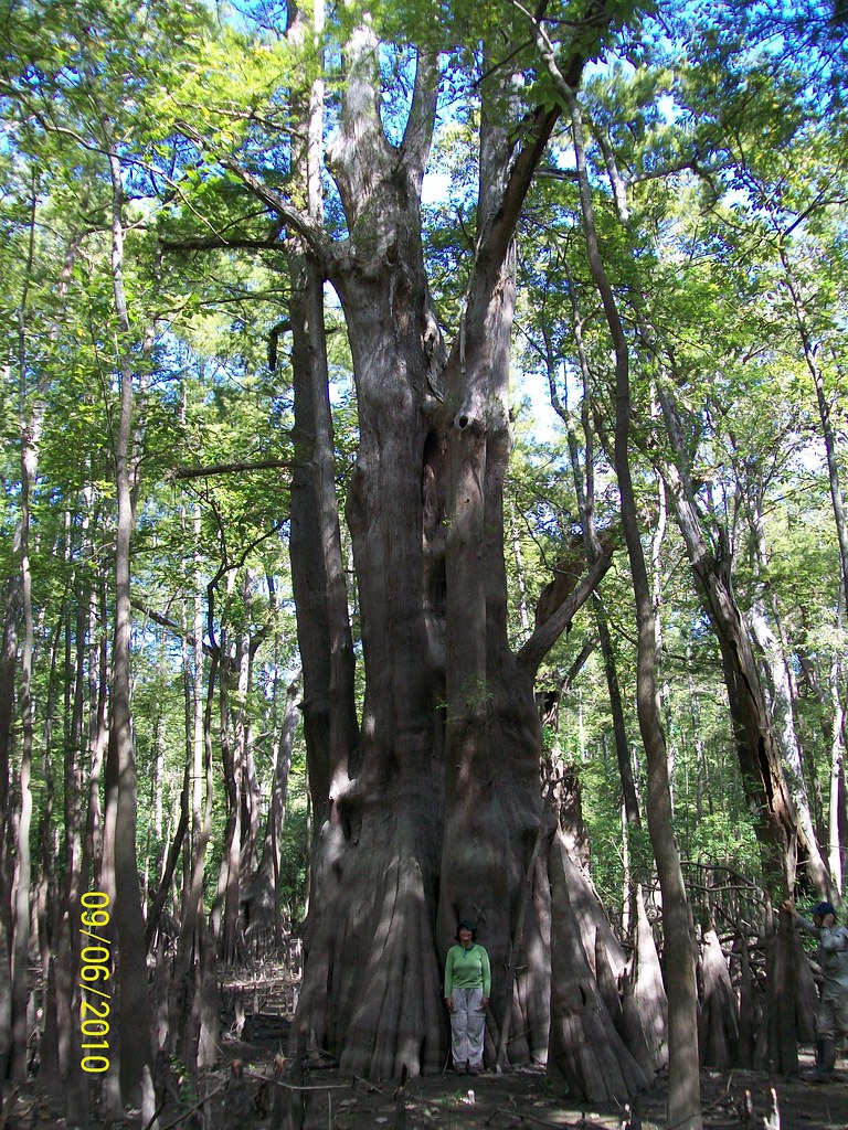 Cat Island National Wildlife Refuge — The Champion Cypress