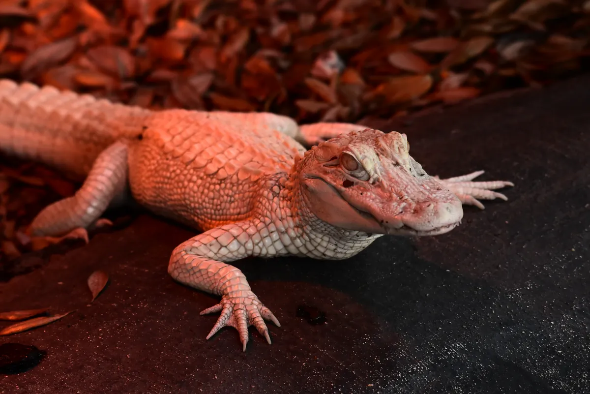 St. Augustine Alligator Farm Zoological Park