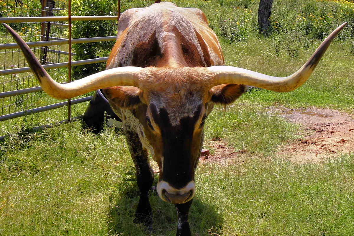 Lyndon B. Johnson State Park and Historic Site