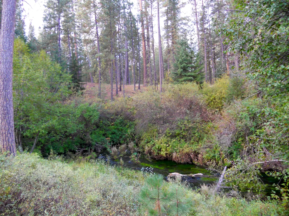 Metolius River Headwaters