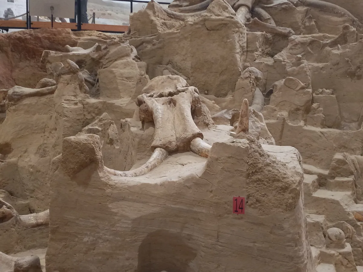 Mammoth Site of Hot Springs