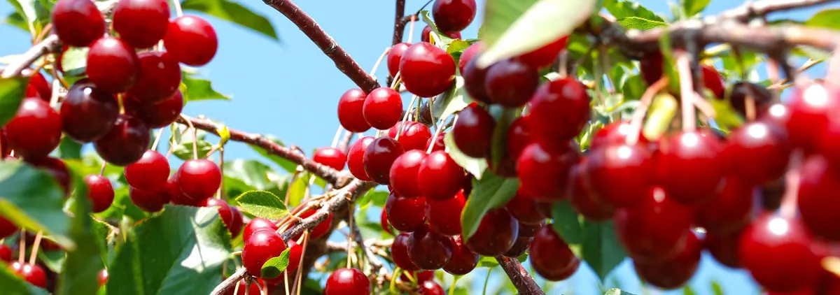 Door County Cherry Orchards (WI-42 Corridor)