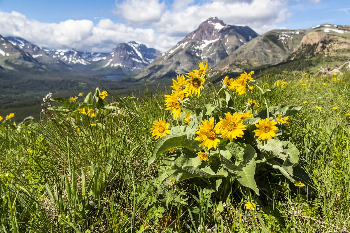 Two Medicine Valley
