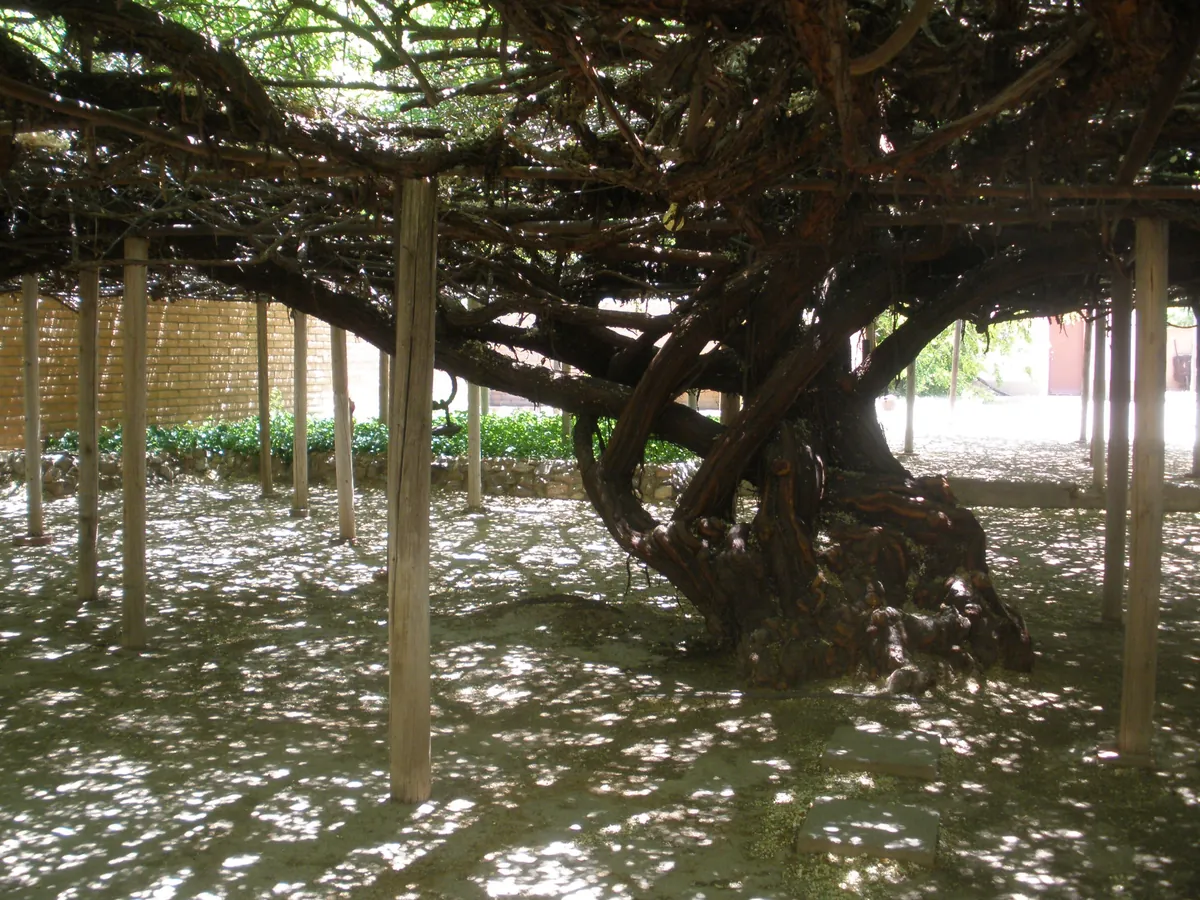 Rose Tree Museum