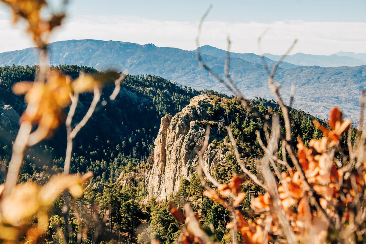 Mount Lemmon (Santa Catalina Sky Island)