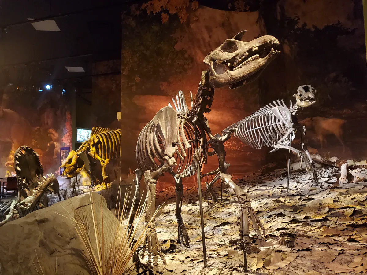 Gray Fossil Site & Museum