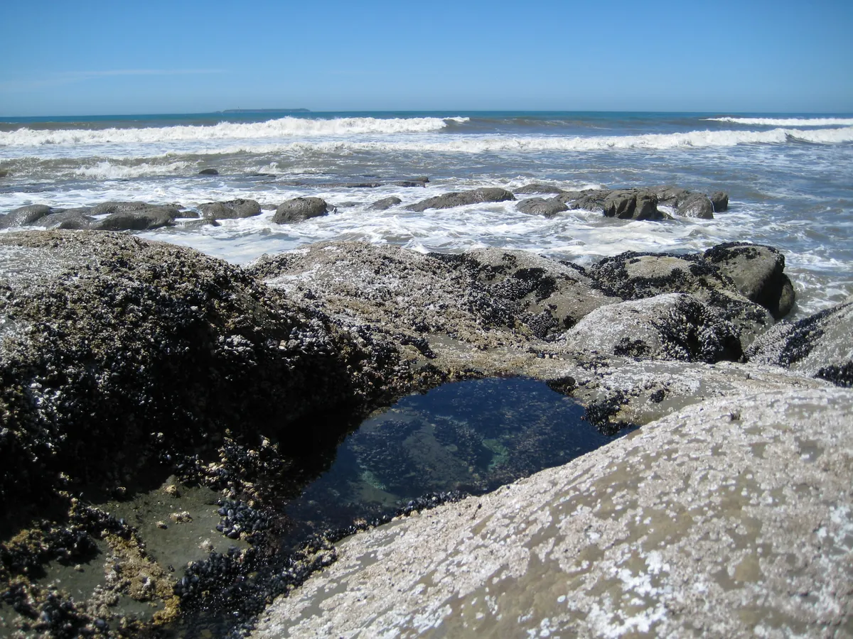 Kalaloch Tide Pools